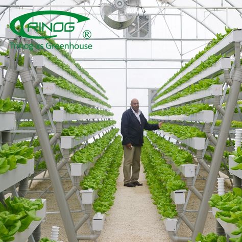 Trinog Greenhouse patented Home Garden vertical plant A frame Hydroponics cultivation for green lettuce https://m.alibaba.com/product/1653764172/Trinog-Greenhouse-patented-Home-Garden-vertical.html?__sceneInfo={"cacheTime":"1800000","type":"appDetailShare"} Slope Farming, Greenhouse Size, Nft Hydroponics, Tomato Planting, Modern Greenhouses, Commercial Greenhouse, Smart Farm, Hydroponic Systems, Tomato Farming