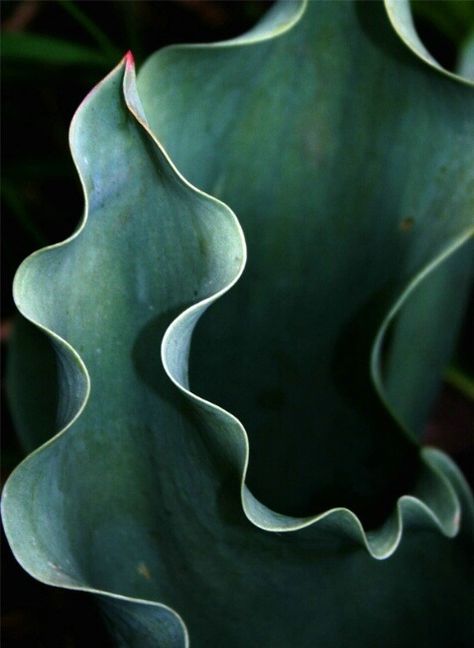 13) Rhythm is shown in this picture by the ripples on the outside of the plant. It creates a flow that leads your eyes to into the plant. Wavy Lines, Cactus Y Suculentas, Natural Forms, Patterns In Nature, Color Textures, Arabesque, Plant Life, Organic Shapes, Textures Patterns