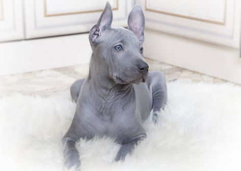 The Thai Ridgeback has a line of hair running along the back in the opposite direction to the rest of the coat. These beautiful, strong-willed and powerful #dogs are usually used as livestock guardians. #pet #pets #animals Ancient Dogs, Thai Ridgeback, Rare Dogs, Unique Dog Breeds, Rare Dog Breeds, Love My Dog, Beautiful Dogs, Animals Friends, I Love Dogs