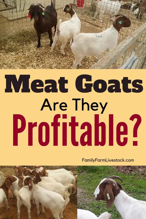 Meat Goat Farming, Raising Meat Goats, Small Farm Business, Pig Raising, Meat Goats, Types Of Goats, Animal Farming, Keeping Goats, Goat Shed