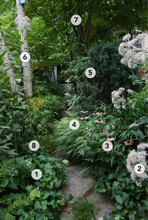 Design an Engaging, Naturalistic Garden in the Shade - Plant IDs - FineGardening Vietnamese Garden Design, Woodland Garden Seating Area, Shaded Front Yard Landscaping Ideas, Japanese Maple Shade Garden, Tree Fern Garden Design, Backyard Woodland Garden, Colonial House Garden, Natural Woodland Garden, English Shade Garden