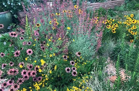 Small Meadow Garden, Mini Meadow Garden, Small Front Yard, Meadow Garden, Wildflower Garden, Small Yard, Top Soil, Seed Starting, Small Gardens