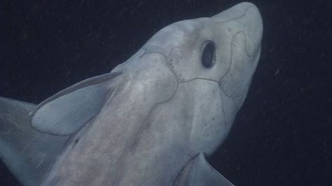 Ghost Shark, Shark Film, Monterey Bay Aquarium, Scuba Diver, Ocean Life, Deep Sea, Monterey, Bored Panda, Marine Life