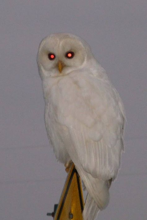 Albino Owl Bird Sanctuary, Albino Animals, World Birds, Barred Owl, White Owl, Pretty Animals, Snowy Owl, Goldfinch, White Bird