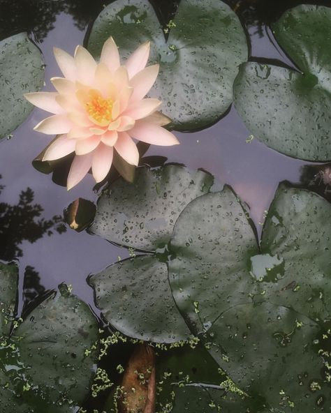 First lotus (or perhaps lotus-like? An expert on lotus botany I am not) flower of the holiday. Bkdk Wedding, Rebirth Flower, Lotis Flower, Lotus Flower Aesthetic, Lotus Flower Buddhism, Lotus Aesthetic, Lotus Eaters, Pretty Flowers Photography, Flowers Lotus