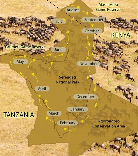 Tanzania National Parks, The Great Migration, Serengeti National Park, Arusha, Africa Safari, Wildlife Sanctuary, Game Reserve, African Safari, Heritage Site