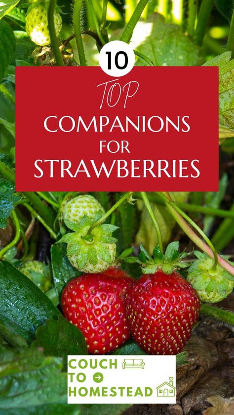 Strawberry Companion Plants Plant Chart, Planting Strawberries, Strawberry Companion Plants, Strawberry Bush, Companion Planting Guide, Strawberries In Containers, Strawberry Beds, Companion Planting Vegetables, Companion Gardening