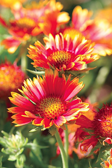 Blanket Flower White Perennial Flowers, Tall Perennial Flowers, Furniture Top View, Moss Phlox, Hardy Hibiscus, Aesthetic Header, Blanket Flower, Perennial Bulbs, Southern Garden