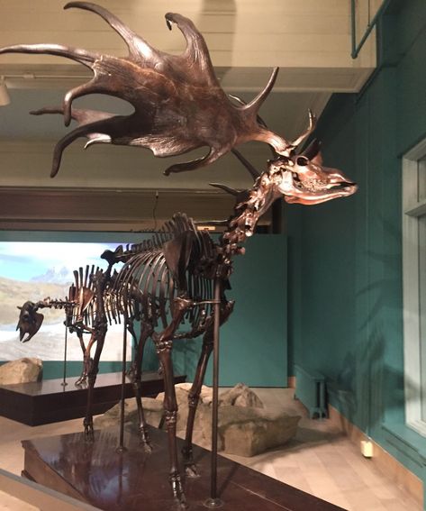 Megaloceros Giganteus, Cenozoic Era, Deer Skeleton, Irish Elk, Dark Naturalism, Animal Skeletons, Prehistoric World, Jurassic World Dinosaurs, Museum Of Natural History