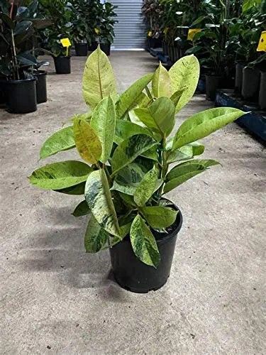 #plants #rubberplants Ficus Shivereana, Ficus Benjamina, Plant Wishlist, Ficus Lyrata, Ficus Elastica, Rubber Plant, Plant Tree, Rubber Tree, Indoor Flowers