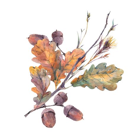 Oak Leaves And Acorns, Vintage Bouquet, Fall Watercolor, Botanical Watercolor, Oak Leaves, Watercolor Leaves, Watercolor Inspiration, Drawing Tutorials, Leaf Art