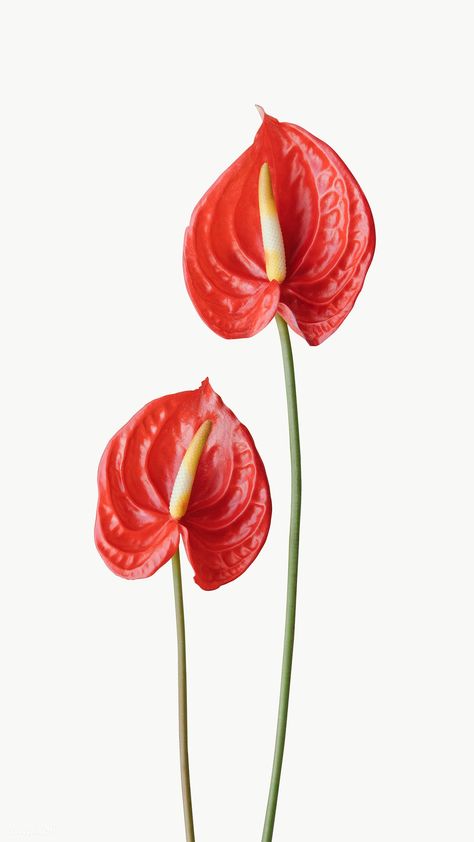 Baby Products, Tropical Flowers, Red Anthurium, Flamingo Flower, Furniture Tools, Flower Names, Line Friends, Bath Furniture, Office Products