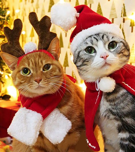 Outfit Weihnachten, Two Cats, A Cat, Reindeer, Christmas Tree, Pet, Hats, Christmas