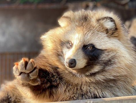 WholesomeMemes on Twitter: "https://t.co/aUCHvj4Lav" / Twitter Raccoon Pfp, Raccoon Wallpaper, Raccoon Tail Hair, Japanese Raccoon Dog, Raccoon Drawing, Raccoon Dog, Red Pandas, Cute Raccoon, Fascinating Facts