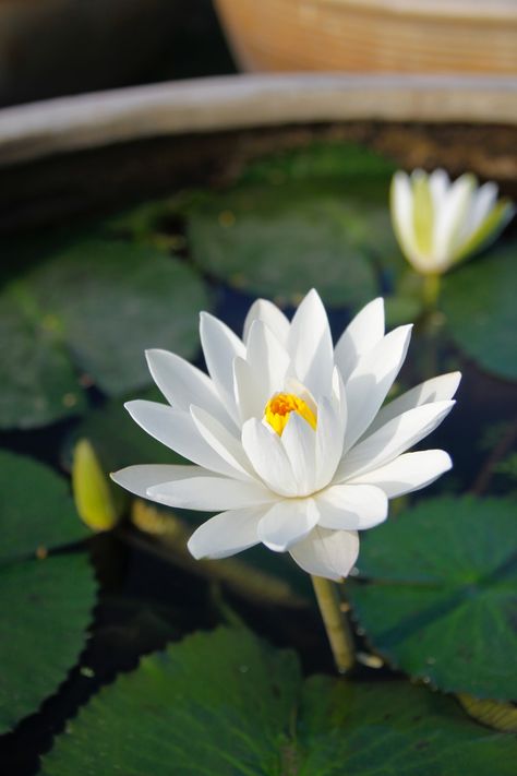 Lotus Flower Seeds, Lily Images, Lily Pictures, Lotus Flower Wallpaper, White Lotus Flower, Flower Close Up, White Lotus, Most Beautiful Flowers, Free Plants