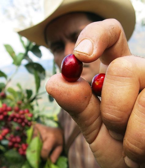 The average American has two cups of coffee a day! Imagine if it all grew on farms that protect water, workers, and wildlife—that's what we're working toward. Coffee Process, Protect Water, Cheap Coffee, Coffee World, Coffee Farm, Coffee Barista, Best Beans, Coffee Plant, Local Coffee Shop