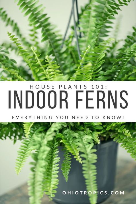 Fern Care Indoor, Plants 101, Fern Planters, Foxtail Fern, Indoor Ferns, Hanging Ferns, Potted Ferns, Ferns Care, Types Of Ferns