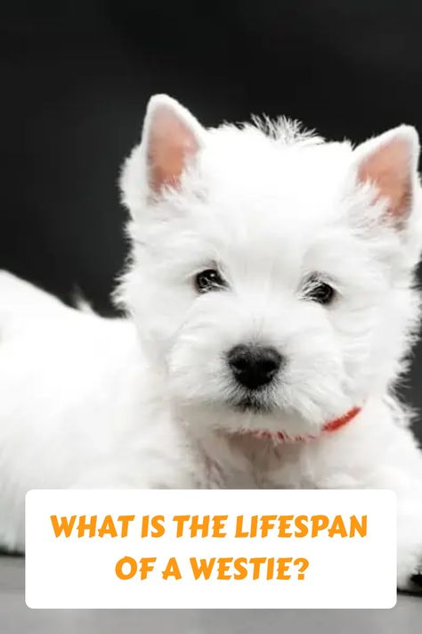 s and their lifespan. The West Highland White Terrier, also known as the Westie, is a small breed of dog that typically weighs between 15 and 20 pounds and stands around 10 inches tall. If you're considering adding a Westie to your family, you may be wondering how long they tend to live. While there's no definitive answer, the average lifespan for a Westie is generally between 12 and 16 years. Westie Puppy Haircut, Westie Dogs West Highland Terrier, White Dog Aesthetic, Westie Haircut, Westies Puppies, Funny Westies, Westie Puppies For Sale, West Highland Terrier Puppy, Westie Puppies