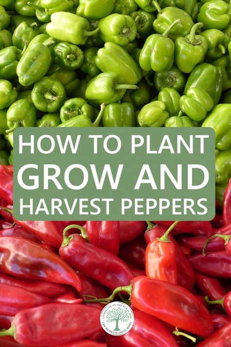 Gardening Peppers, Pepper Varieties, Growing Hot Pepper, Sweet Pepper Recipes, Successful Tips, Growing Peppers, Vegetable Harvest, Hot Pepper Seeds, Vegetable Garden Tips