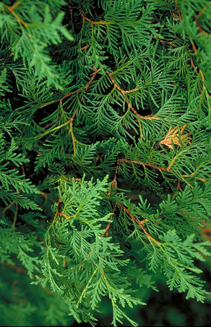 Northern white cedar (Thuja occidentalis) | Minnesota DNR Michigan Garden, Cedar Plant, Tree Landscaping, Types Of Leaves, Forest Therapy, Michigan Gardening, Northern White Cedar, Thuja Occidentalis, Flower Language