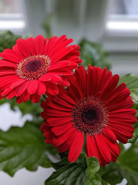 Gerbera Daisy Care, Daisy Care, Transvaal Daisy, Gerbera Daisy Bouquet, Gerbera Jamesonii, Floral Design Classes, African Daisy, Paper Flower Arrangements, Houseplant Care