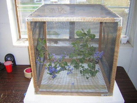 Butterfly Hatching, Butterfly Eggs, Chameleon Cage, Butterfly Cage, Raising Butterflies, Plant Obsession, Butterfly Habitat, Stick Insect, Metal Chicken