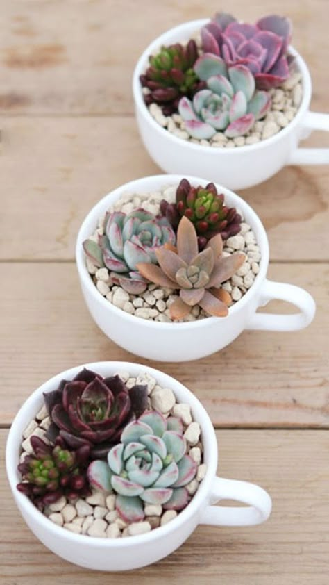 Kaktus Dan Sukulen, Diy Succulent Terrarium, Succulent Garden Indoor, نباتات منزلية, Succulent Garden Design, Succulent Garden Diy, Dish Garden, Succulent Gardening, House Plants Decor