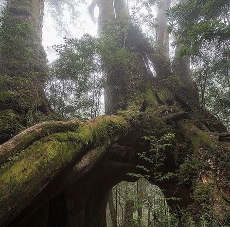 Nightshade Aesthetic, In The Forest, The Forest, In The Middle, The Middle, Trees, Forest