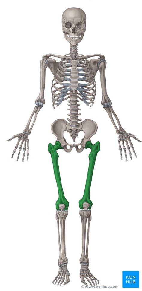 This article covers the anatomy of the femur, its bony elements, and the muscle attachments. Learn the femur bone now at Kenhub. Leg Anatomy, Femur Bone, Anatomy Bones, Jpeg Images, Anatomy Reference, Human Anatomy, Skull Design, Physical Therapy, Anatomy