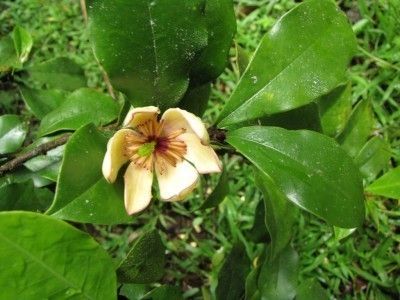 Banana Shrub, How To Grow Bananas, Natural Landscaping, Flowering Bushes, Bush Plant, Fragrant Garden, Planting Shrubs, Outdoor Flowers, Evergreen Shrubs