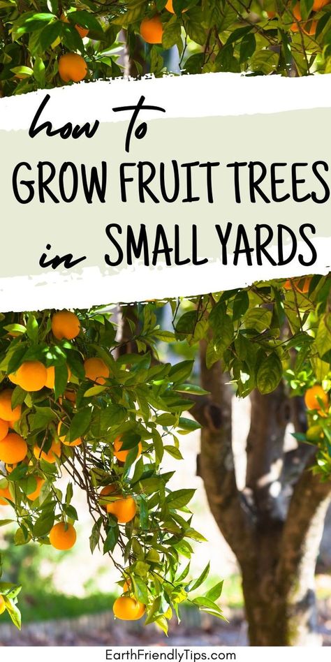 Picture of fruit tree laden with ripe oranges with text overlay How to Grow Fruit Trees in Small Yards Citrus Tree Garden, Fruit Trees Garden Design, Fast Growing Fruit Trees, Miniature Fruit Trees, Mini Orchard, Planting Apple Trees, Raised Container Garden, Small Fruit Trees, Fruit Trees Backyard