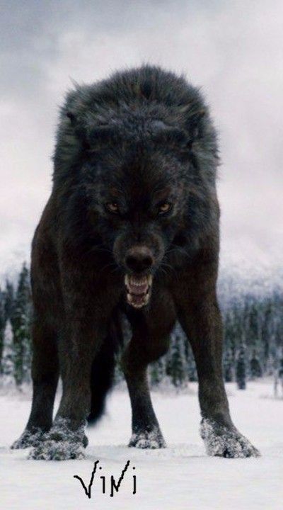 Snake Holding, Twilight Wolf Pack, Scary Wolf, Lup Singuratic, Twilight Wolf, Angry Wolf, Werewolf Aesthetic, Wolf Hybrid, Scary Dogs