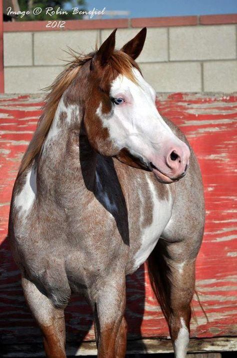 Horses are some of the world’s most beautiful and astonishing animals.  We’ve seen their strong...Read More » American Paint Horse, Painted Horses, Pinto Horse, Paint Horse, German Shepards, American Quarter Horse, Most Beautiful Horses, Horse World, All The Pretty Horses