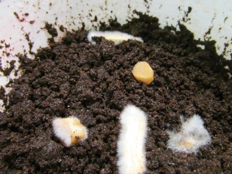 Mushroom Farming, Mushroom Mycelium, Puffball Mushroom, Growing Mushrooms At Home, Mushroom Spores, Mushroom Benefits, Mushroom Cultivation, Garden Mushrooms, Oyster Mushroom