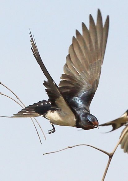 barn swallow pictures | ... >> South Africa birds in flight >>… Love Birds Painting, Barn Swallow, Swallow Bird, Kinds Of Birds, 문신 디자인, Two Birds, Birds Tattoo, Bird Drawings, Bird Photo