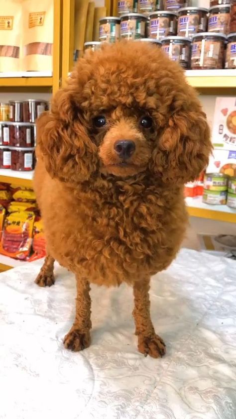 Dog Grooming Styles for Toy Breeds Toy Poodle Haircut Styles, Toy Poodle Puppy Cut, Miniature Poodle Haircuts, Poodle Puppy Cut, Toy Poodle Haircut, Poodle Haircut Styles, Poodle Hair, Poodle Haircut, Dog Grooming Styles