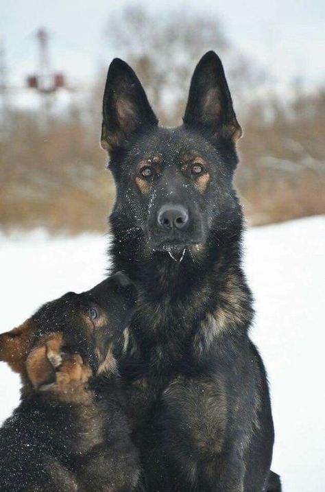 Sable German Shepherd Puppies, Sable German Shepherd, German Shepherd Photos, Brown Dogs, Puppy Obedience Training, Dog German, Black German Shepherd, Belgian Shepherd, Shepherd Puppy