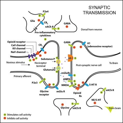 Synaptic Transmission Synaptic Transmission, Nervous System Anatomy, Brain Neurons, Ap Psychology, Medicine Notes, Improve Your Memory, Brain Anatomy, Pharmacology Nursing, Biology Lessons