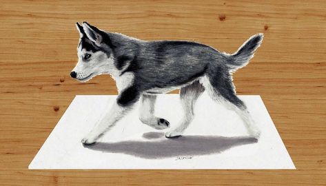 Siberian Husky Puppy. Realistic Animal Portraits with Colored Pencils. By Jasmina Susak. Puppy Drawing Easy, Drawing Walking, 3d Tipografi, Husky Drawing, Speed Draw, 3d Pencil Drawings, 3d Paintings, Puppy Drawing, Boho Art Drawings