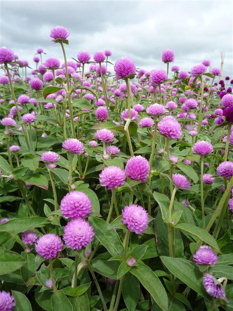 Gomphrena Audrey Pink Flower Dictionary, Zinnia Garden, Bouquet Garden, September Flowers, Globe Amaranth, Attracting Bees, Beneficial Insects, Amaranth, Flower Farm