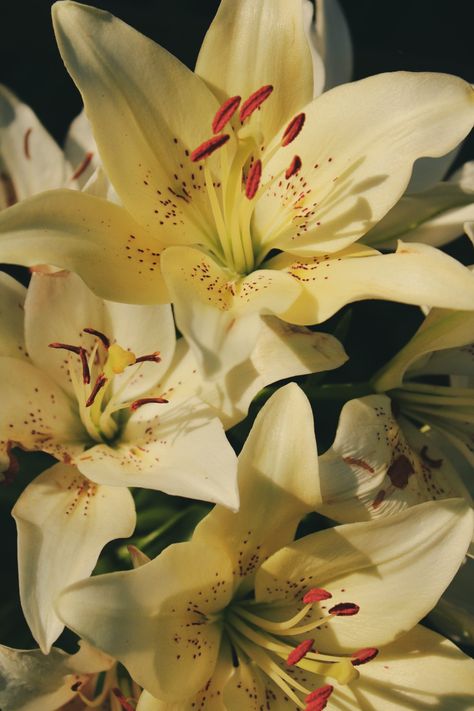 Lily Aesthetic, White Lily Flower, Flower Identification, Lilly Flower, Asiatic Lilies, Flower Guide, Nothing But Flowers, Flower Therapy, Beautiful Bouquet Of Flowers