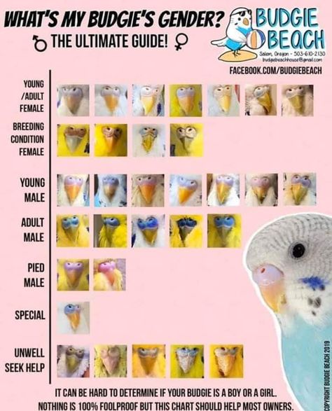 Parakeet Information, Budgie Enrichment Diy, Budgie Enrichment, Budgie Tips, Budgie Care, Cockatiel Care, Baby Budgies, Parakeet Care, Parrot Care