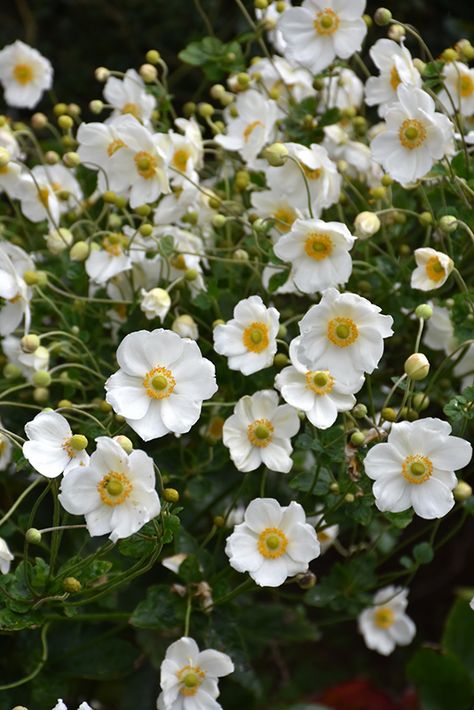 Flower Aesthetic White, White Flower Aesthetic, White Flowers Aesthetic, White Flower Arrangement, Japanese Anemone, Buttercup Flower, Aesthetic Flower, Aesthetic White, Anemone Flower