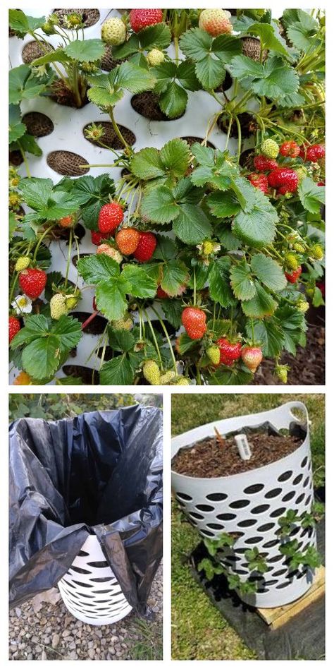 Vertical Laundry Basket Strawberry Planter DIY Tutorial + Video - DIY Tutorials Planter Diy Ideas, Diy Strawberry Planter, Strawberry Planters Diy, Kebun Herbal, Strawberry Planter, Taman Diy, Planter Diy, Strawberry Planters, نباتات منزلية