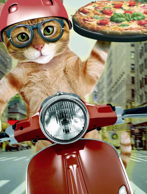 pizza cat - cat - pizza delivery postcard pizza ,pet ,kittens ,"tabby cat ","cute cats" ,"funny cats","cat pizza" ,"cat delivery ","delivery cat" ,delivery , Cat Pizza, Pizza Logo, Funny Postcards, Pizza Cat, Pizza Funny, Angry Cat, Pizza Delivery, Pet Kitten, Cats Funny