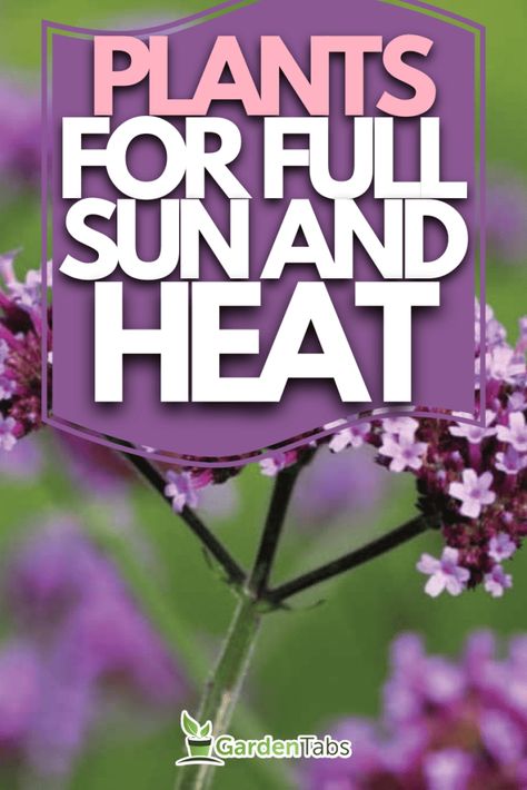 39 Plants That Like Full Sun And Heat Plants That Love The Sun And Heat, Full Sun Window Boxes Flowers, Plants That Tolerate Heat And Sun, Full Sun Flowers That Bloom All Summer, High Heat Plants, Plants For Direct Sunlight Outdoor, Direct Sunlight Plants Outdoor, Container Plants For Full Sun And Heat, Full Sun Window Box Ideas