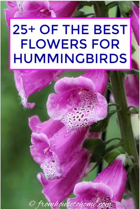 I love this list of plants that attract hummingbirds. Great ideas for flowers that can be added to your hummingbird garden design whether it is in shade or sun, or even in pots. #fromhousetohome #gardendesign #gardening  #birds #shadeplants #sunperennials Hummingbird Flowers Hanging Baskets, Flowers For Hummingbirds, Arkansas Garden, Attracting Hummingbirds, Ivy Geraniums, Pool Plants, Garden Sanctuary, Hummingbird Nectar, Hummingbird Plants