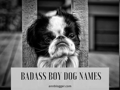 Badass Boy Dog Names [600+ Top Ideas] - Ann Blogger Small Dog Names Boys, Tough Dog Names, Small Dog Names, Famous Villains, Badass Names, Boy Dog Names, Girl Dog Names, Warrior Names, Puppy Names