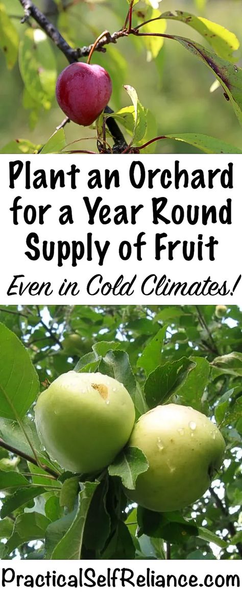 How to Plant an Orchard for Year Round Fruit (Even in Cold Climates) Growing Fruit Trees, Organic Vegetable Garden, Permaculture Design, Self Reliance, Home Vegetable Garden, Homestead Survival, Organic Gardening Tips, Growing Fruit, Food Garden