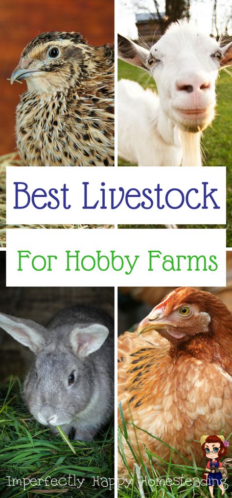 The Best Livestock Choices for Hobby Farming, Backyard Farms and Urban Homesteads Backyard Livestock, Traditional Backyard, Small Homestead, Homesteading Animals, Hobby Farming, Homestead Farm, Homesteading Skills, Future Farms, Farm Ideas